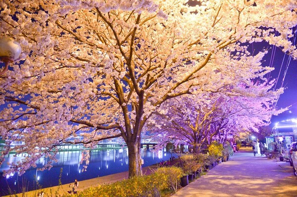 순천을 가로지르는 동천의 밤 벚꽃이 만개를 준비하고 있다.  (사진=순천시)